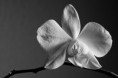 /album/seelenliebe/orchidee-schwarz-weiss-fotografie-jpg/